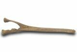 Fossil Hadrosaur (Edmontosaurus) Chevron Bone - Wyoming #377980-1